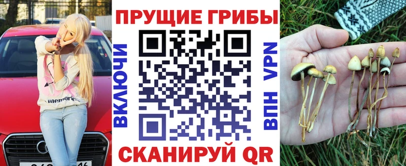 OMG   Славянск-на-Кубани  Псилоцибиновые грибы GOLDEN TEACHER  наркота 